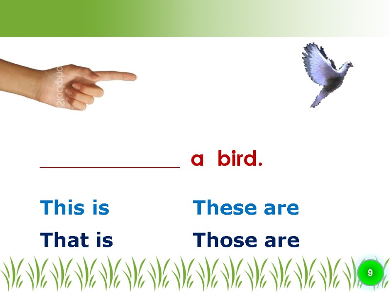 This is These are ________________  a  bird. 9 That is Those are